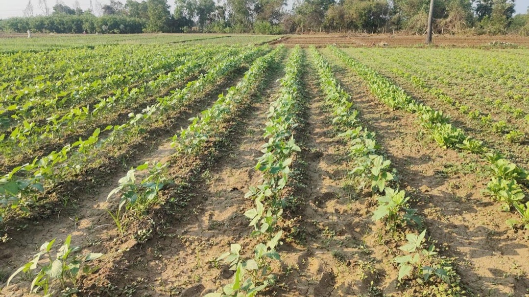 Field and produce