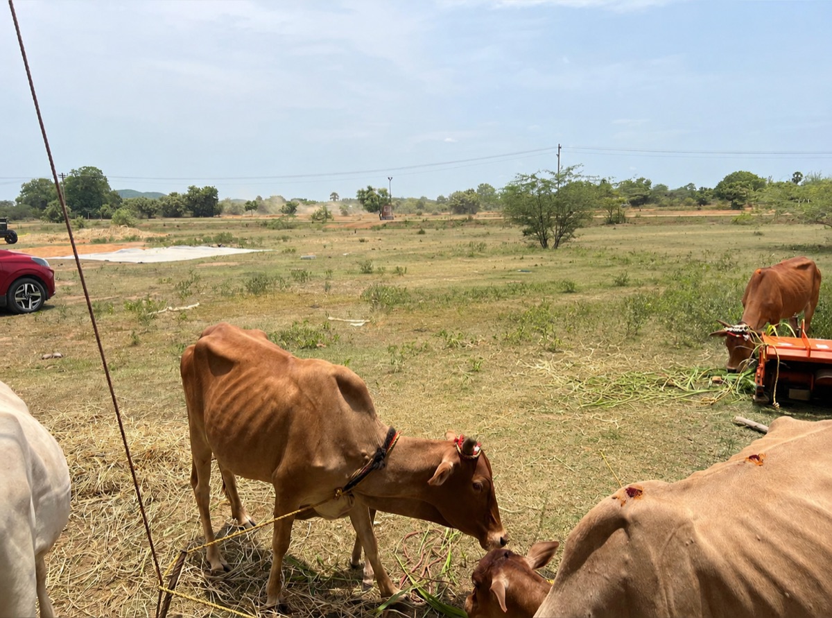 Village cattle grazing freely on natural forage
