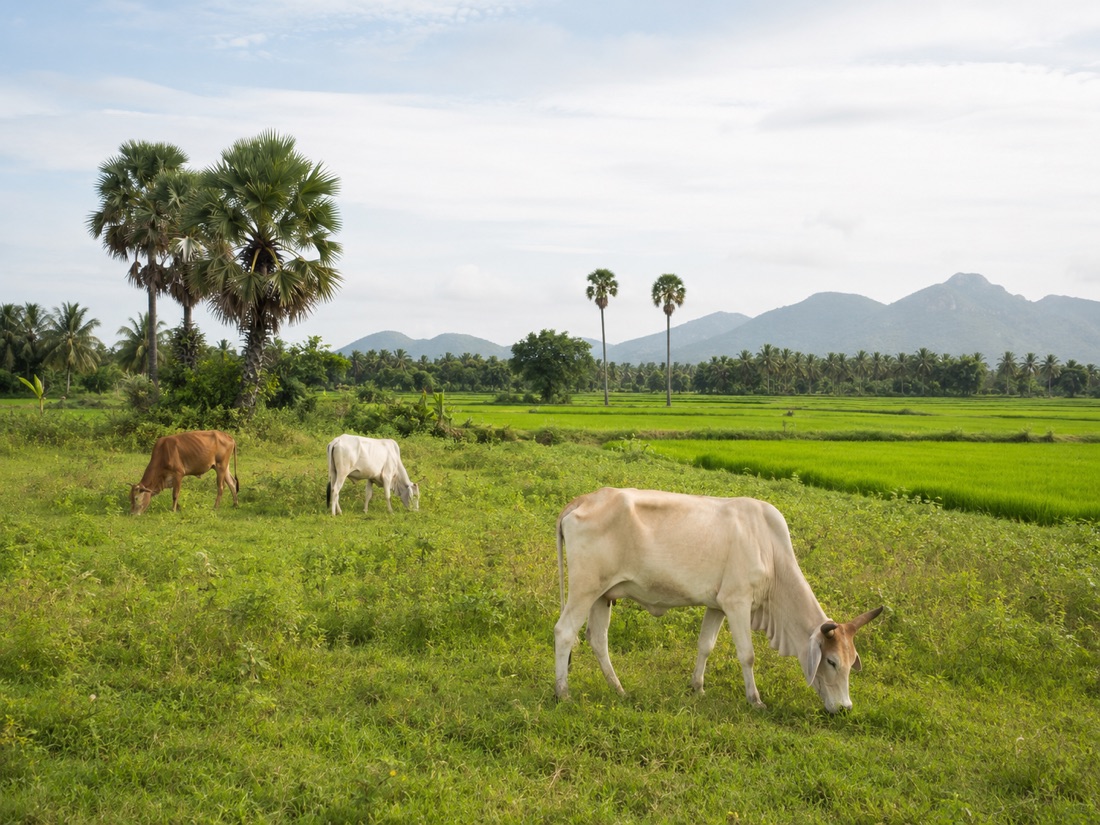 Cattle grazing on Mandaiveli — shared grazing land