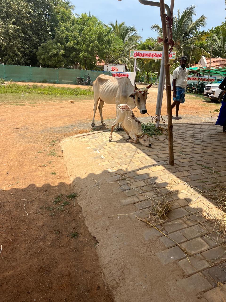 SHG & Kanchi Kuttai